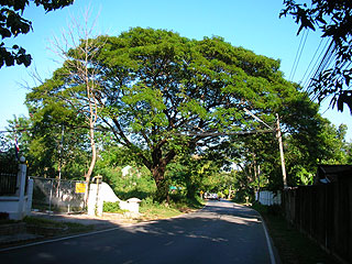 �Ƃ̋߂��̑傫�Ȗ�