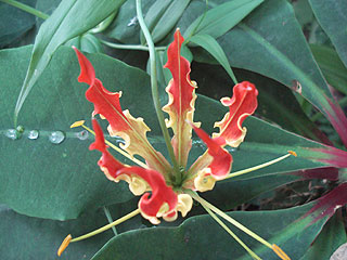 �䂪�Ƃ̒�ɍ炢���������ԁB�B�e��Nugoon