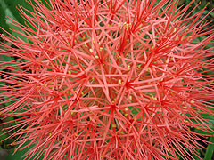 ��̉ԁB�^�C�Ŕފ݉ԁH