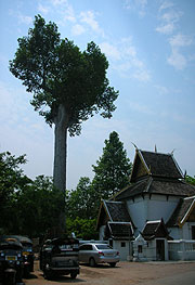 ���b�g�`�F�f�B���A���Ƃ��������ɂ��鐹�Ȃ��