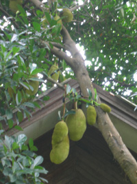 �W���b�N�t���[�c�̖؂̋߂��ɂ������@����o���ܓ���r���̂������H�N��2��̎��n�̓x�ɑ�L��ŁA����������x�A������]�����đ剹���I�I