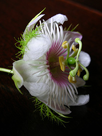 ���Ŕ������Ԃ����W���G���[�̃f�U�C���Ɏg�������B