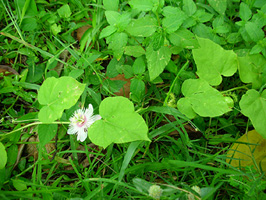 �S�̂͂���ȕ��ɂ鑐�ł�