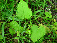 �^�C�̌���͓��{�̉ʕ�������ŏo����Ă�����̂��2�܂�肭�炢���Ԃ�