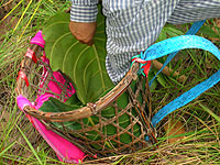 �j�R�[���̂��傢�����Ăɂ͂Ƃ������������Ȃ�
�悤�ɁA�傫�ȃ`�[�N�̖؂̗t���Ђ�