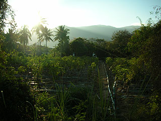 �`�F���}�C�̈�ԗL���Ȃ���������R�h�C�X�e�[�v