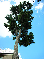 �����̉Ƃ̋ߏ��̐_�Ђ̏��̖؂ł��B���̏��̖؂̂悤�ȃp�[�g�i�[�Ə��肠�������ƋF���Ă�����A�`�F���}�C�̉Ƃɂ͏��̖؂�7�{�͂��Ă��܂����B�S�����p�S�_�ł��B