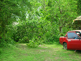 ���N�������̖؂��|��Ė傩��ł��Ȃ��Ȃ��Ă���