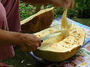 �ʓ��͑@�ۂ������A�G���̓T�N�T�N