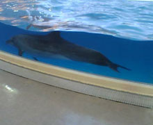 �]�m�������ق̃C���J�B���ꂳ��̐�yY����񂪑����Ă���܂���