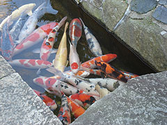 ��N���R�s�����F���コ��̌̋��⍑�̌�