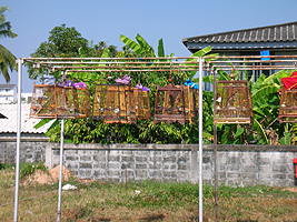 �L���쌴�̕Ћ��ɒ��������݂邳��Ă���̂ŋ߂Â��Ă݂��..