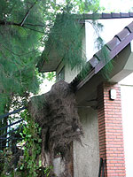 �Ƒ�������r��