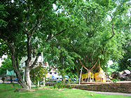 ����Chedi�̍Ւd�߂��̑傫�ȕ���